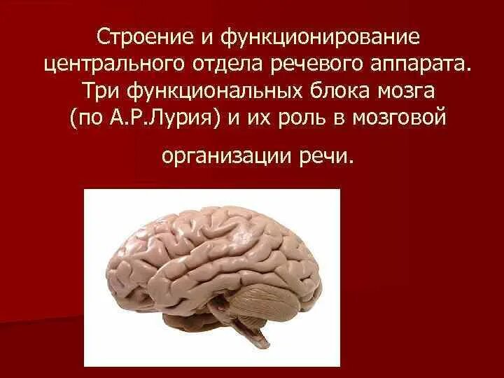Строение и функционирование речевого аппарата. Центральный отдел речевого аппарата. строение и функции центрального отдела речевого аппарата. 5 строение и функционирование центрального отдела речевого аппарата..