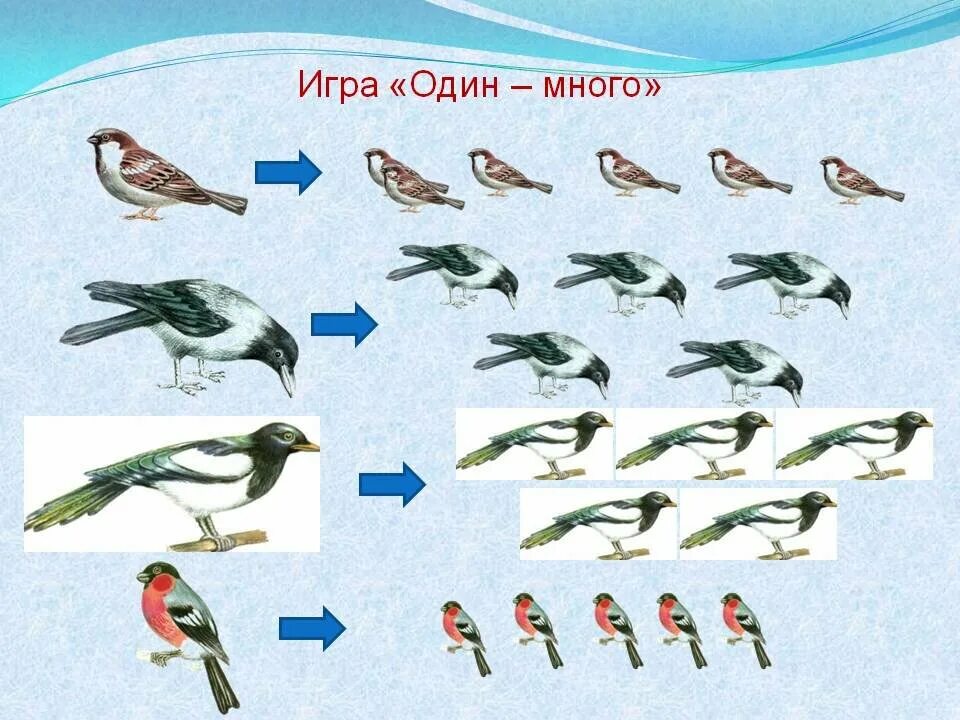 Зимующие птицы. Тема зимующие птицы. Зимующие птицы для детей дошкольного возраста. Зимующие птицы задания для дошкольников.