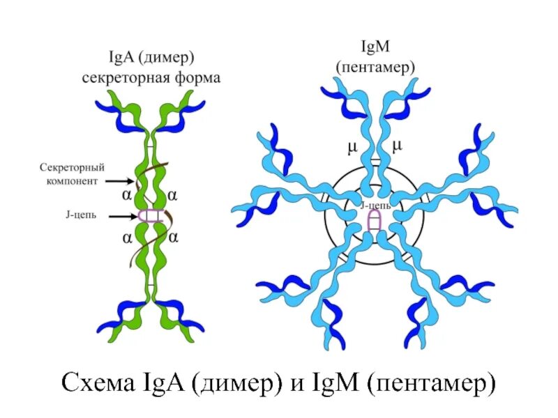 Iga иммуноглобулин. Схему строения секреторного iga. Секреторный иммуноглобулин а. Схема секреторного иммуноглобулина а. Иммуноглобулин слизистых оболочек