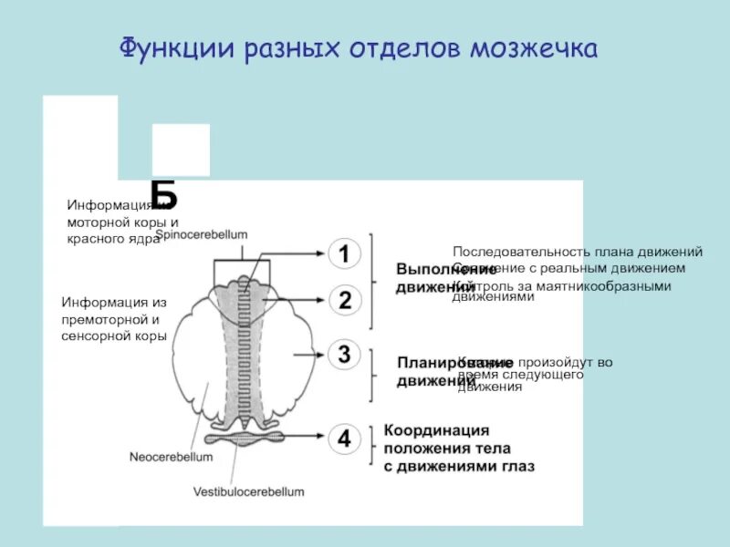 Функции отделов мозжечка. Мозжечок функции и роль. Функции частей мозжечка. Участие мозжечка в регуляции вегетативных функций.