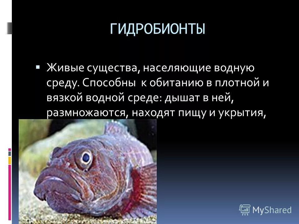 Гидробионты особенности. Гидробионты виды. животные гидробионты. гидробионты среда обитания.