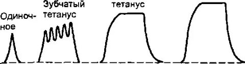 Зубчатый тетанус частота