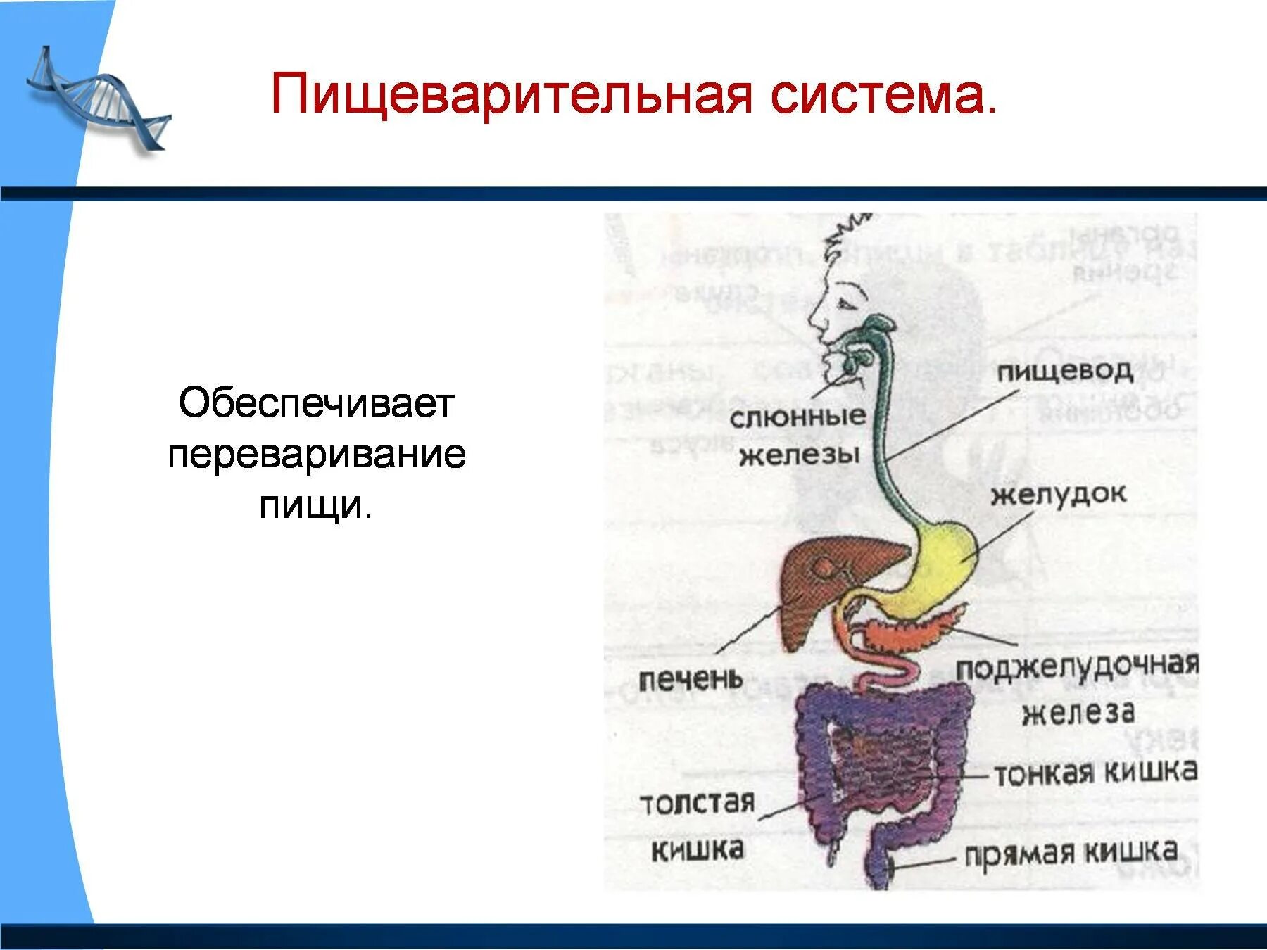 Органы пищеварительной системы человека 3 класс окружающий. Система пищеварения 3 класс окружающий мир. Пищеварительная система человека состоит из 3 класс окружающий мир. Система пищеварения человека 3 класс окружающий мир схема.