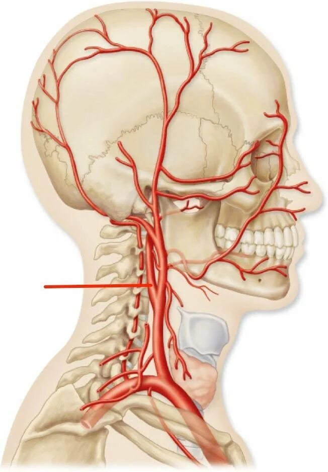 Артерия Carotis communis. Средняя оболочечная артерия топография. Затылочная артерия анатомия. Сонная артерия анатомия. Наружная сонная артерия где