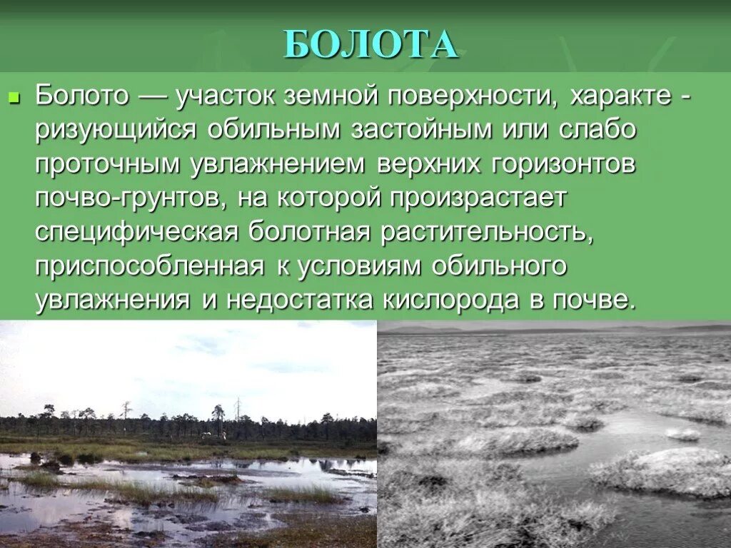 Какой газ на болоте. Болота доклад. Болота презентация. Доклад про болото. Гидрология болот.