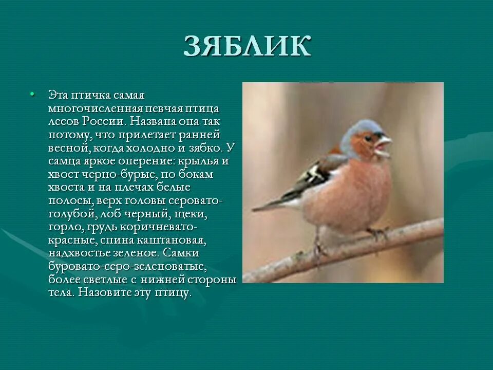 Сообщение про зяблика 7 класс биология. Зяблик сообщение. Описание птиц. Зяблик описание.