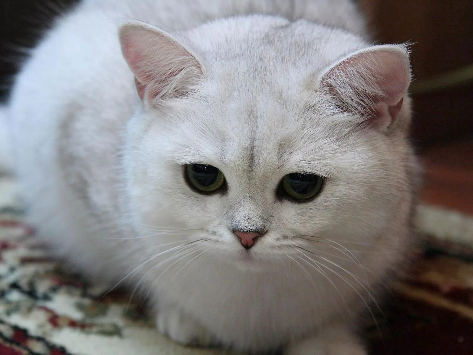Порода кошек серо белого окраса. Сиамская шиншилла. Шиншилла кошка. Британская короткошёрстная кошка. Британская шиншилла кошка.