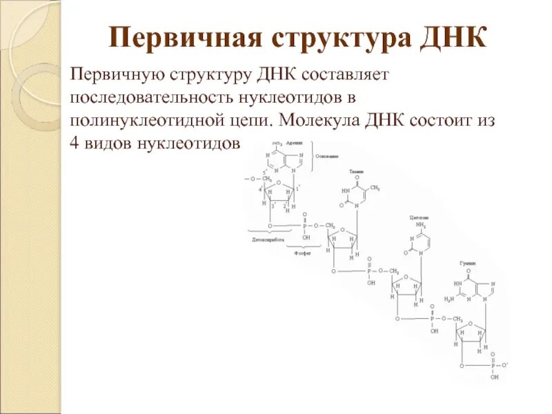 Изменения первичной структуры днк. Первичная структура участка цепи днк. строение первичной структуры днк. фрагмент первичной структуры днк. первичная структура днк формируется за счет.