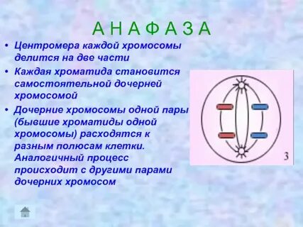 Дочерние хромосомы становятся хромосомами после