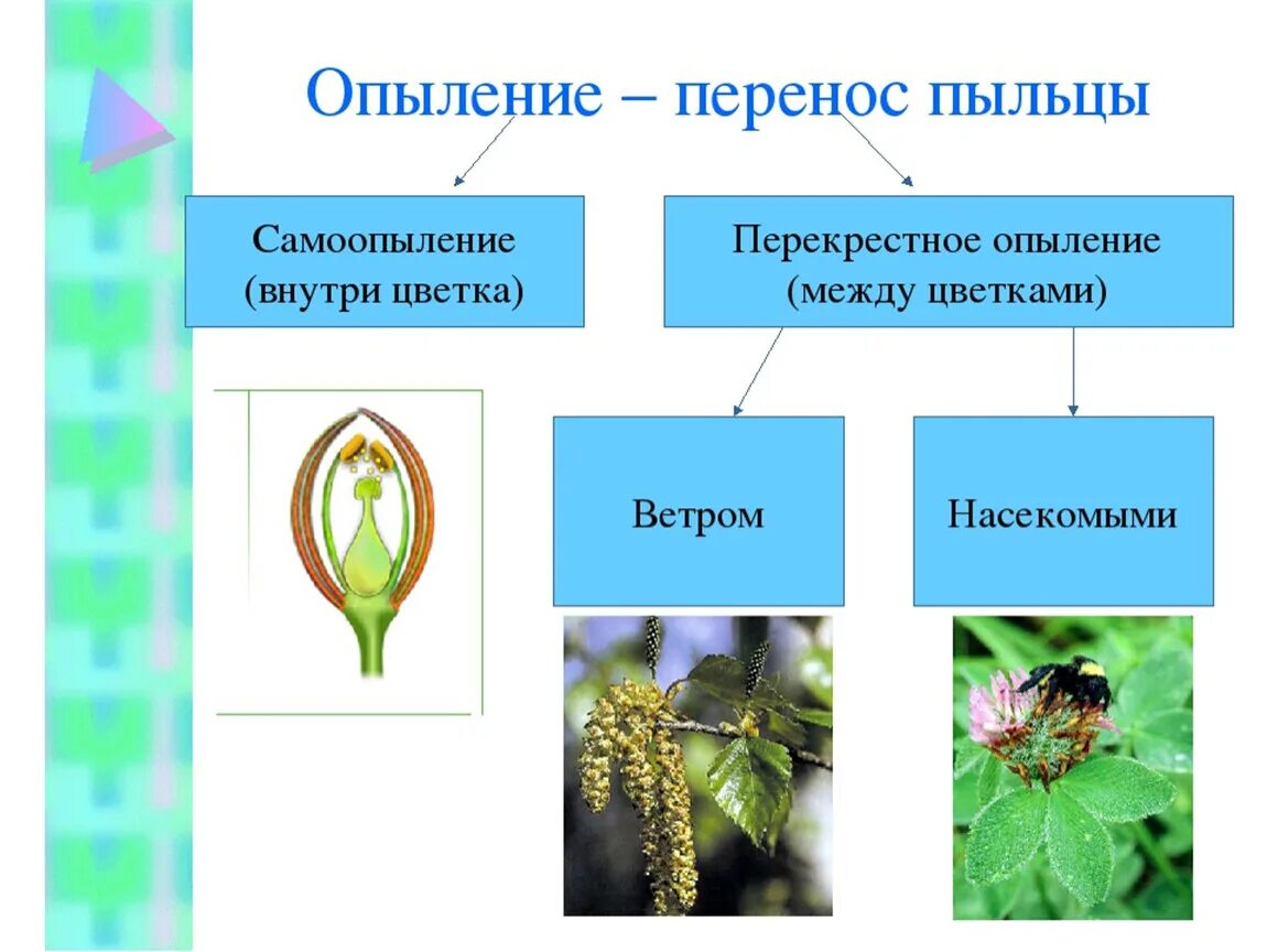 Какие способы опыления. Схема опыления цветковых растений. Опыление растений насекомыми схема. Перекрестное самоопыление растений. Способы опыления покрытосеменных растений.