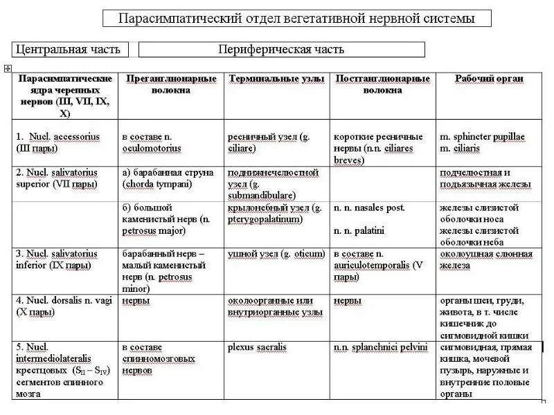Заполнить таблицу работа отделов вегетативной нервной системы. Строение отделов вегетативной нервной системы таблица. парасимпатическая нервная система таблица. центральный отдел вегетативной нервной системы таблица.