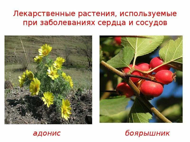 Для чего используют растения примеры растений Моховидные это однолетние растения двулетние растения