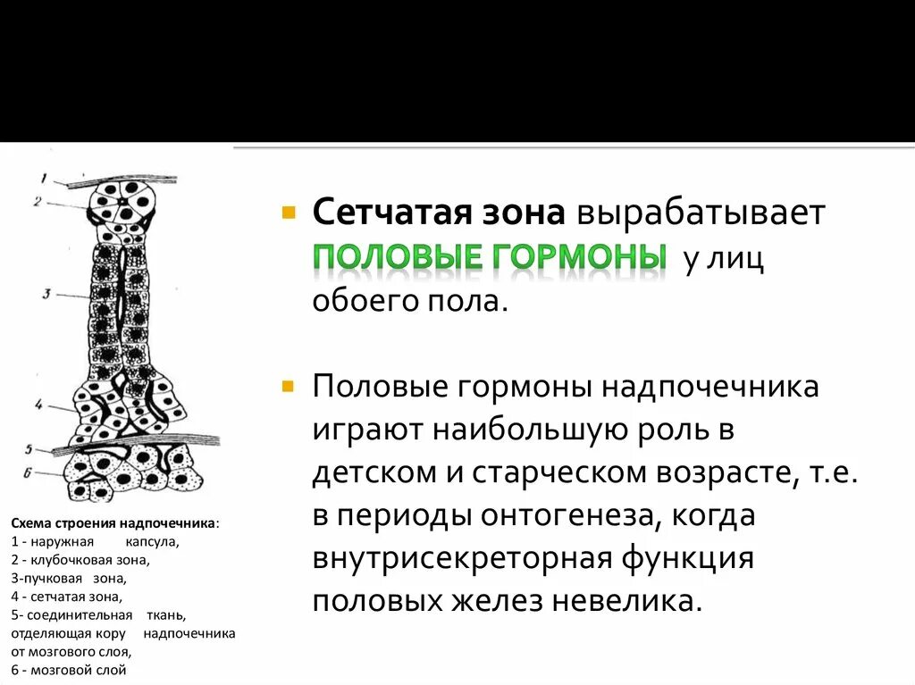 Сетчатая зона. Половые гормоны сетчатой зоны надпочечников. Сетчатая зона вырабатывает. Сетчатая зона вырабатывает гормоны. Сетчатая зона надпочечников.