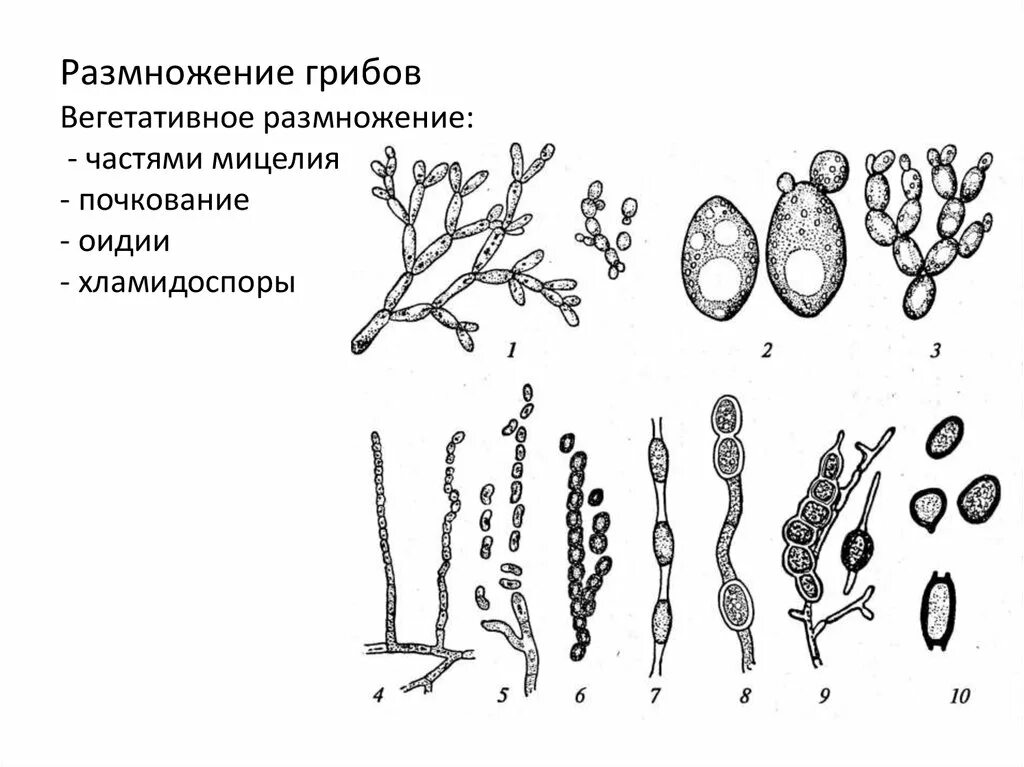 Споры вегетативного размножения грибов. Типы бесполого размножения грибов. Вегетативное размножение грибов мицелием. Геммы грибов. Вегетативное размножение осуществляется путем деления мицелия