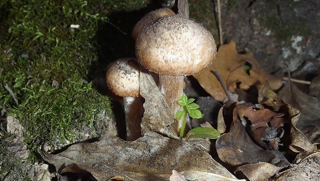 собра ые грибы. грибы в молдавии. белые грибы семейками. грибники в лесу.