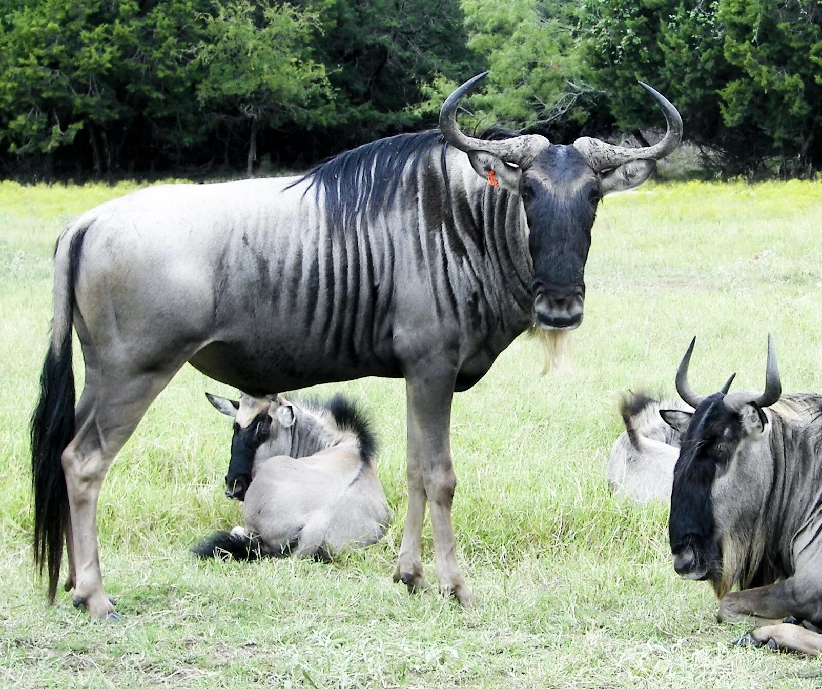 Antlers vs Horns. Wildebeest Horn. Common Wildebeest. Common animals. Common animal