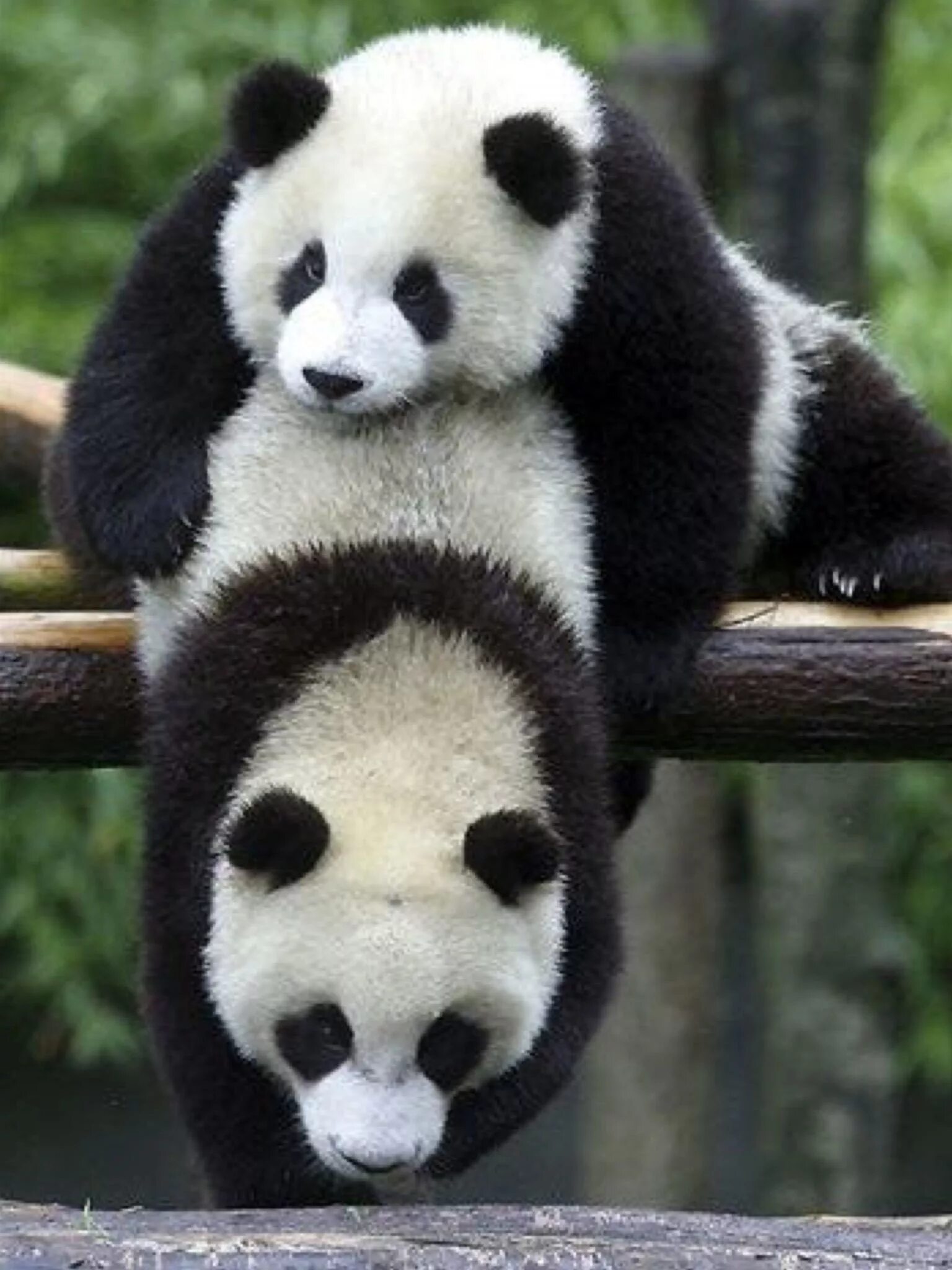 Панда фото. Панди панди. Панди, панди, панди.. Панда обыкновенная. Картинка милой панды
