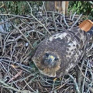 Free photo: Red Tailed Hawk - Animal, Bird, Flying - Free Download - Jooinn