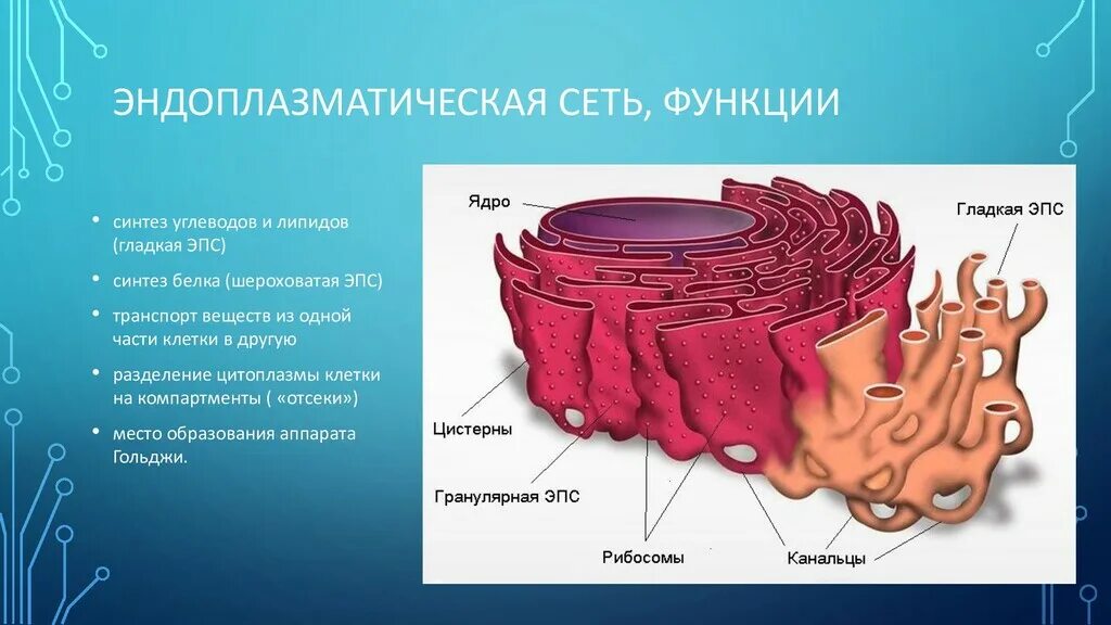 Гладкая эндоплазматическая сеть и ее функции. 1 Эндоплазматическая сеть функции. Функция шероховатой эндоплазматической сети клетки. Транспорт веществ эндоплазматическая сеть.