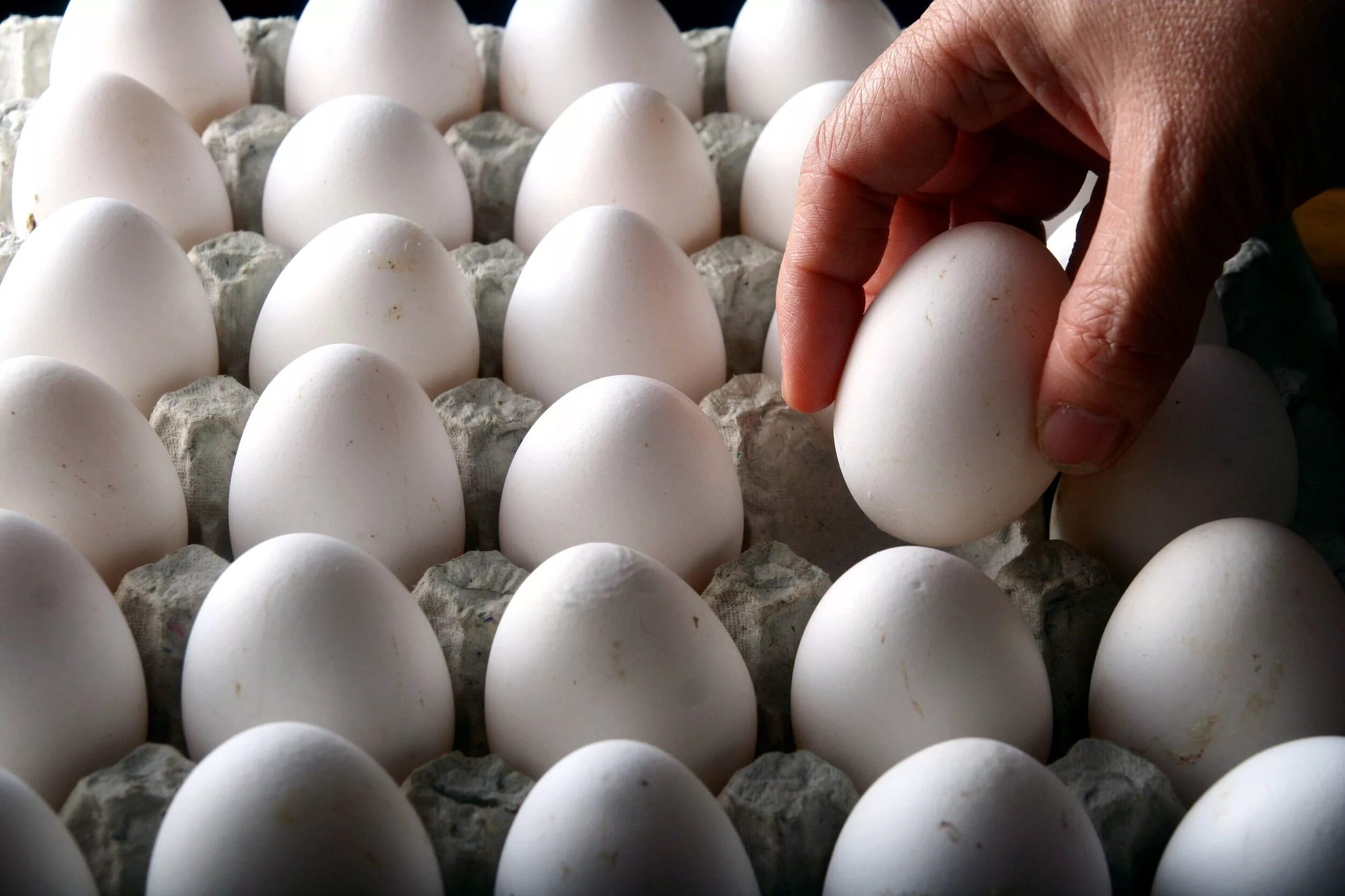 Решетка для яиц. Лоток для яиц. Яйца куриные арт. Яйцо одно. All eggs in sols rng