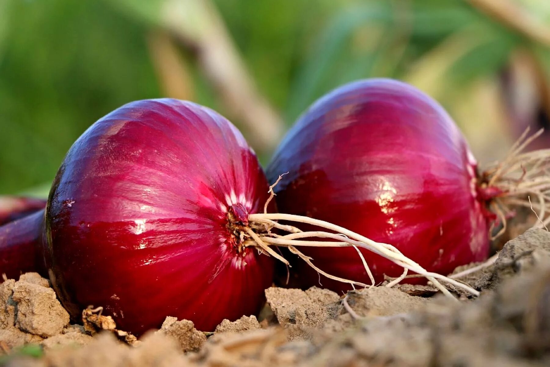 Onion vegetables. Лук-севок ред Барон. Лук репчатый севок ред Барон. Лук ред Барон всходы. Красный лук ред Барон.