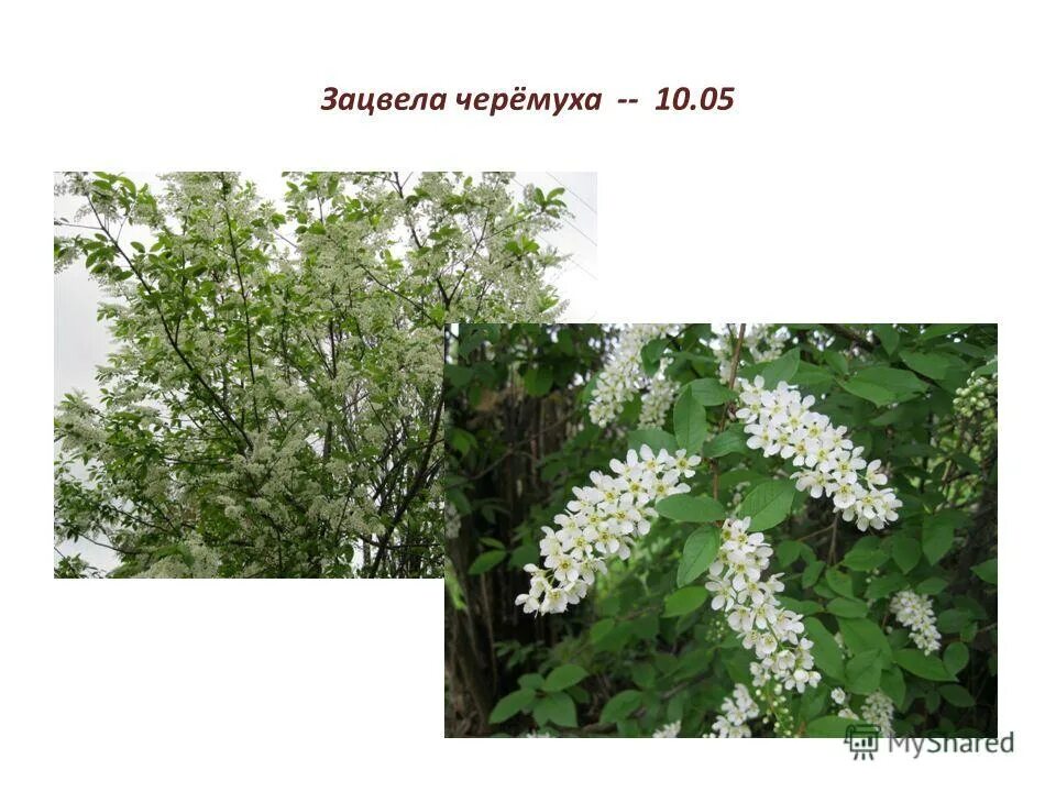 Когда цветет черемуха рассказ на дзен. Когда цветет черемуха рассказ на дзен. Когда цветет черемуха рассказ на дзен. Черёмуха душистая черемуха. Когда цветет черемуха рассказ на дзен.