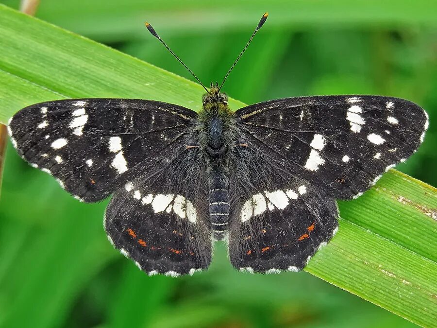 пестрокрыльница изменчивая. пестрокрыльница восточная. пестрокрылка изменчивая. Araschnia levana linnaeus, 1758. пестрокрыльница изменчивая.