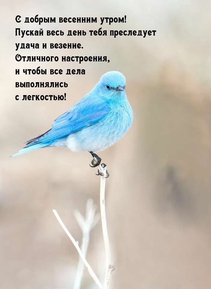 Доброе утро мартовское с надписями. Доброе утро птицы с надписями. Доброе Весеннее утро картинки с надписями. Доброе утро птички с надписью. С добрым утром птицы с надписью.