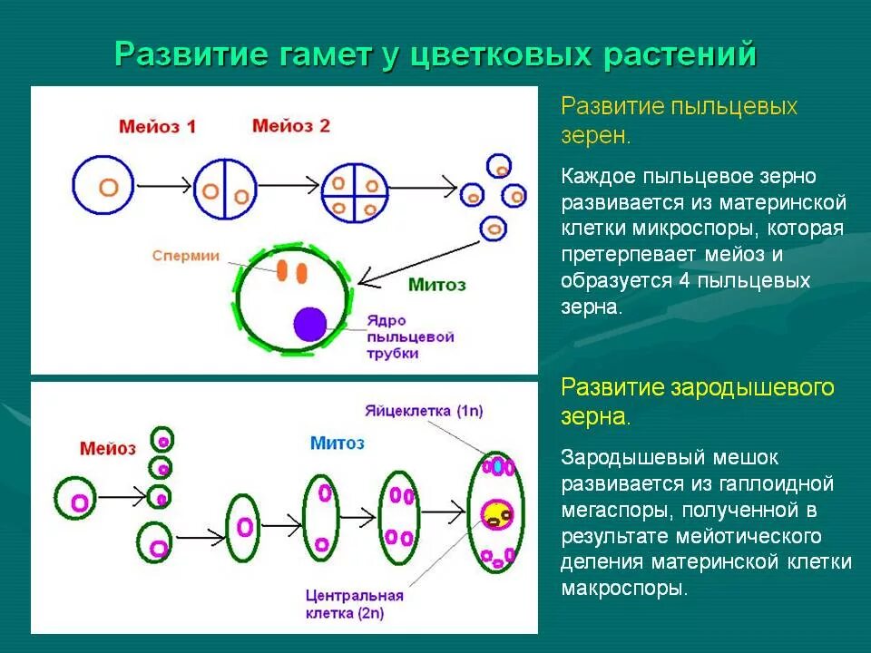 В результате мейоза образуются ответ