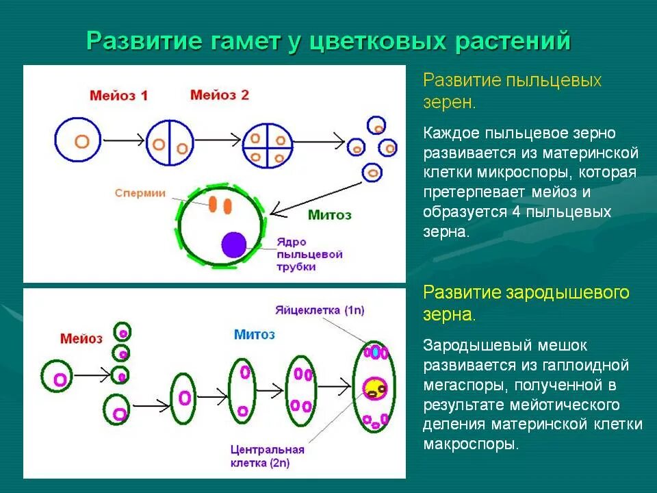 В результате слияния гамет происходит. Схема размножения клеток. Жизненный цикл размножения мейоз. Митоз. Клеточный цикл митоз и мейоз. Мейоз образование гамет у растений.