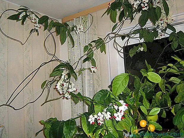 Клеродендрум томпсона уход. Клеродендрум лиана. клеродендрум томпсона лиана. клеродендрум томпсона лиана цветет. клеродендрум томпсона вьется.