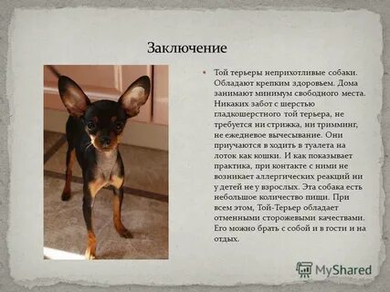Русский той терьер почему русский