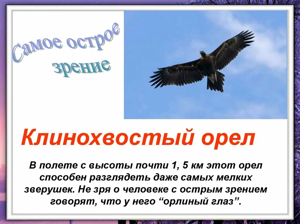 Текст про орла. Орел презентация. Интересные факты о орлах. Информация о Орле. Сообщение об Орле.