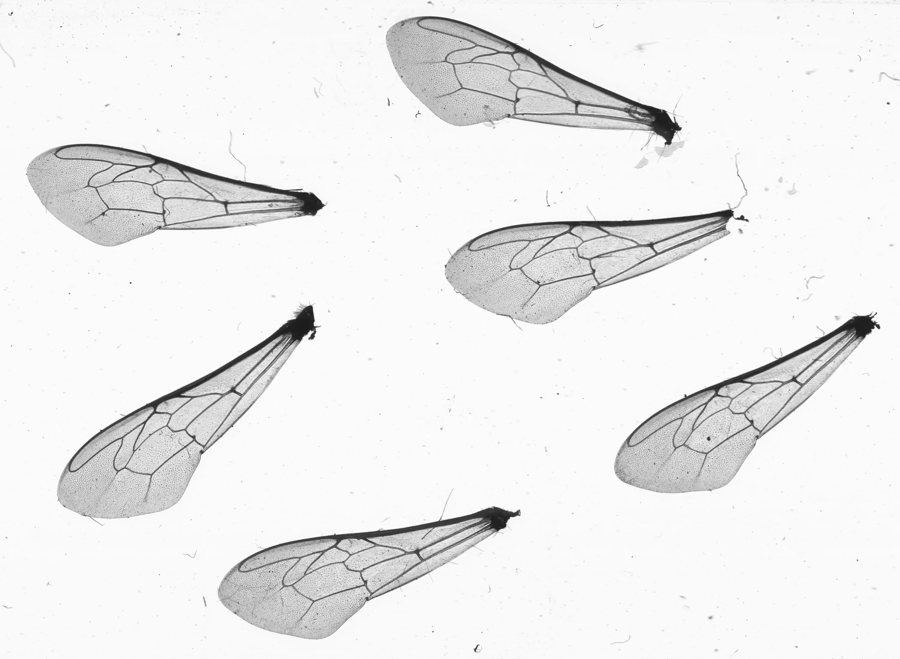 Форма крыльев мухи. Ручейники (Trichoptera) строение. Крылья мухи. Крылья насекомых. Крылья комара.