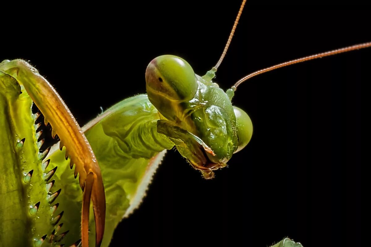 Жук богомол. Земляной богомол. Мантис богомол. Земляной богомол (Geomantis Larvoides).