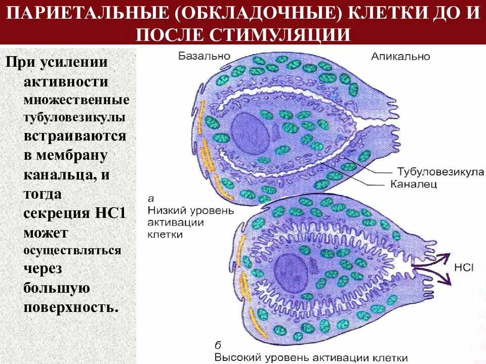 Секреторные б клетки. Париетальные обкладочные клетки. Париетальные клетки функции. Строение париетальной клетки. Париетальная клетка гистология.