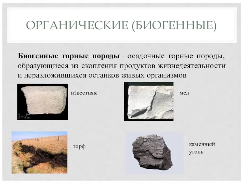 Какие породы образуются из останков живых. Органогенные осадочные горные породы. Осадочные органогенные классификация. Биогенные горные породы примеры. Биогенные осадочные горные породы.