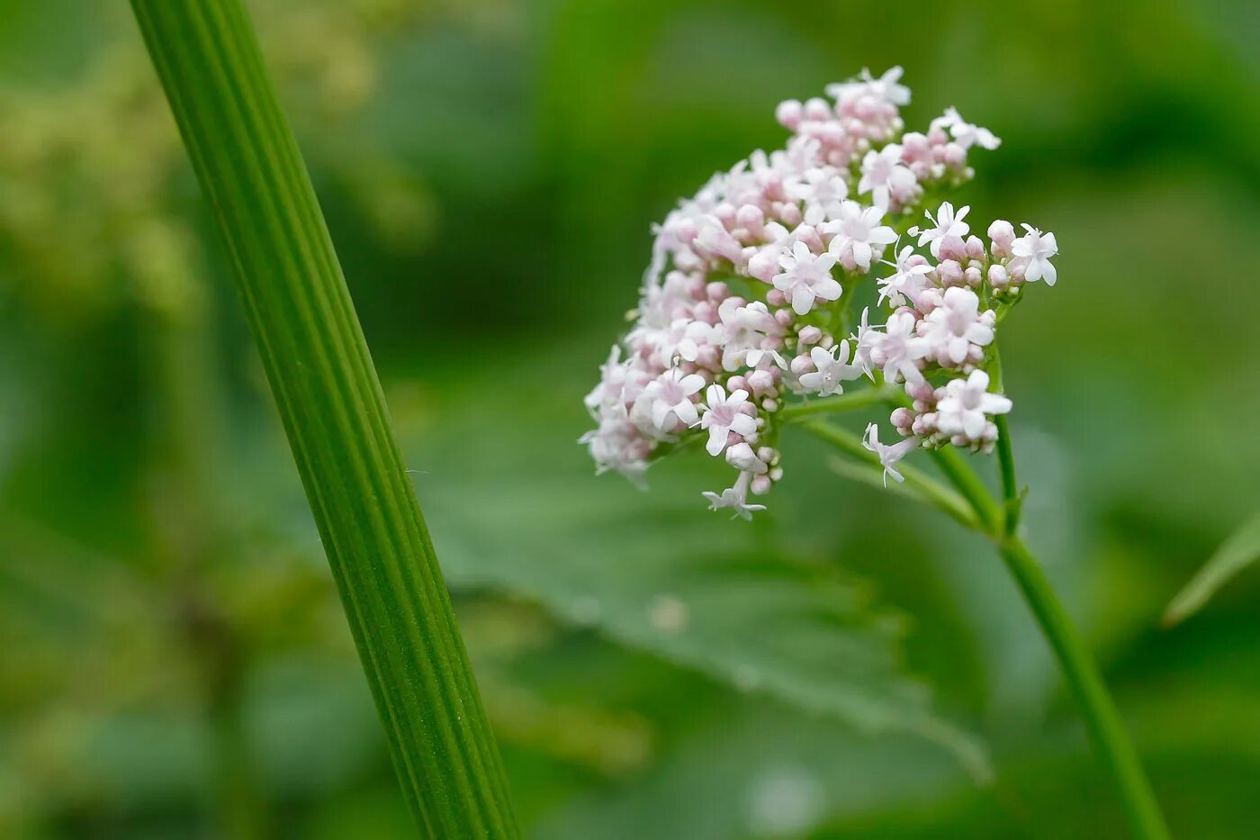 Валерьянка трава. Валериана лекарственная / Valeriána officinális. Валериана. (Valeriana officinalis). Valeriana officinalis семейство. Валериана соцветие.