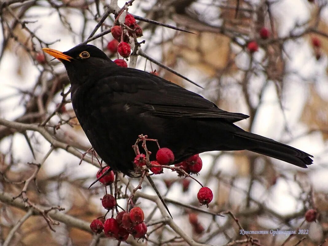 черный дрозд музыка
