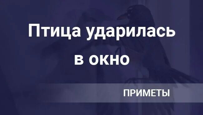 Птица в окно врезалась примета