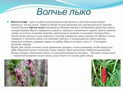 Что значит лыко