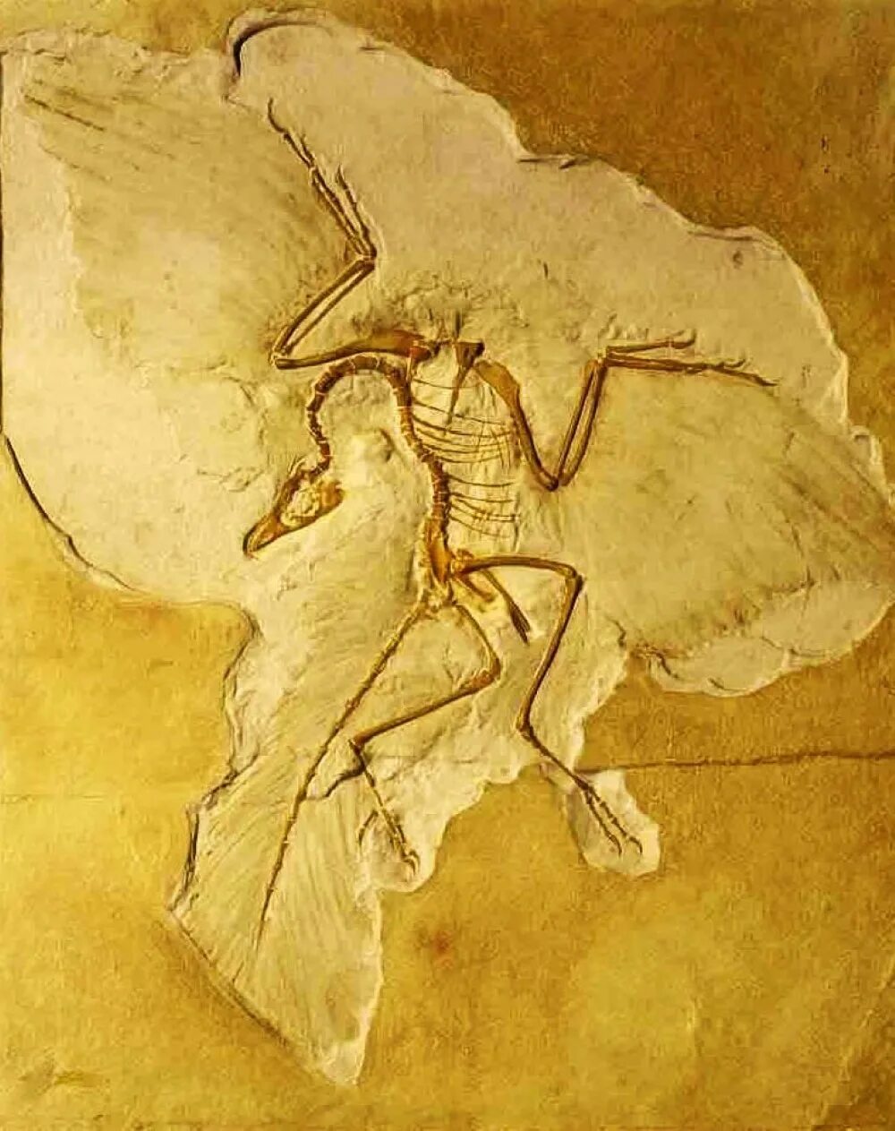 Археоптерикс скелет. Археоптерикс окаменелость. Archaeopteryx lithographica. Археоптерикс скелет отпечаток. Скелет археоптерикса
