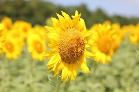 Sunflower текст
