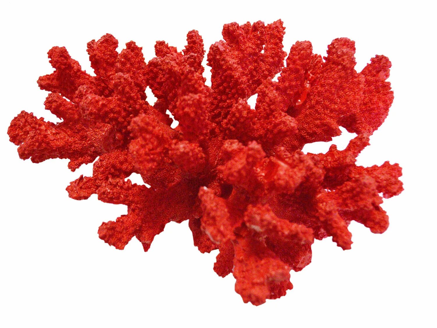 Бангиевые водоросли. Литотамнион водоросли. Литотамния водоросль. Кораллы на белом фоне.