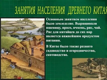 Какие сельскохозяйственные культуры выращивали китайские земледельцы