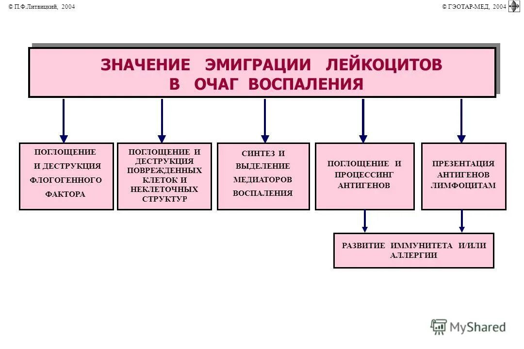 Роль эмиграции. Эмиграция лейкоцитов в очаг воспаления схема. механизмы эмиграции лейкоцитов в очаг воспаления патофизиология. функции лейкоцитов в очаге воспаления. механизм развития эмиграции лейкоцитов.