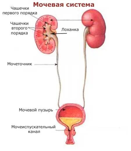 Из мочеточников моча поступает. Строение почек лоханок мочевого пузыря. Почки мочеточники мочевой пузырь строение. Почечные чашки лоханка мочеточники. Чашечка лоханка мочеточник мочевой пузырь.