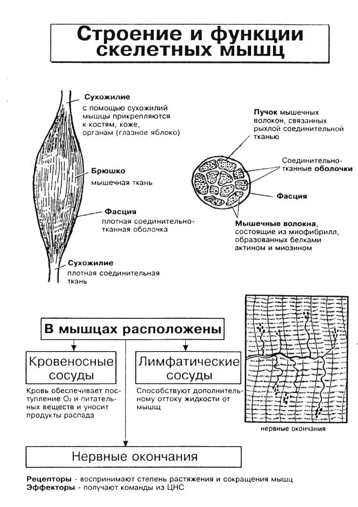 Строение и функции скелетных мышц