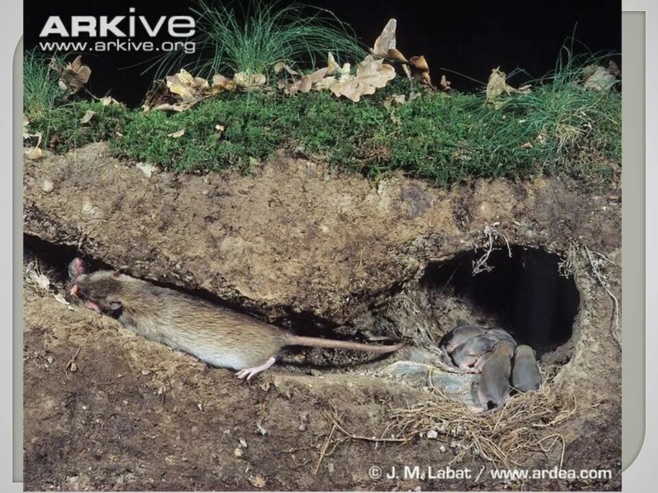 Ходы Земляной полевой крысы. 2 земляные норы