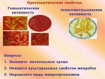 Активность микроорганизмов